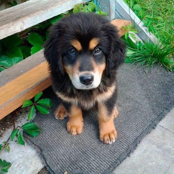 Бурят-монгольский волкодав - хотошо, банхар