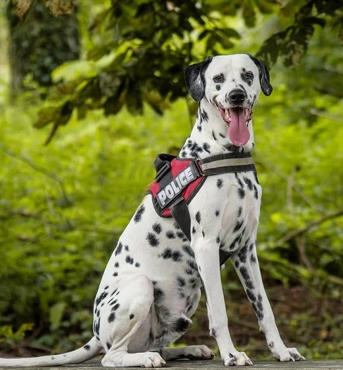 Далматинец