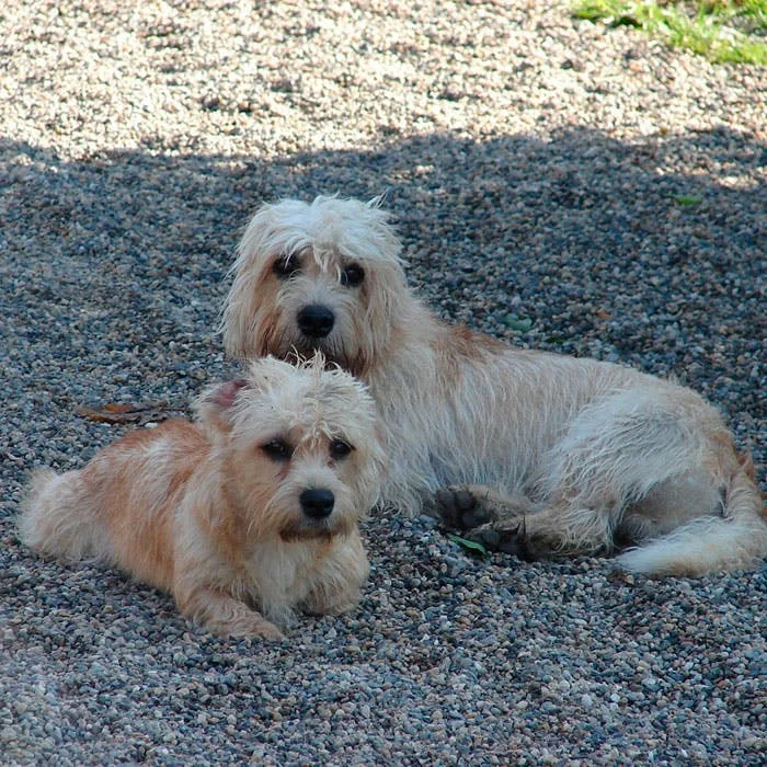 Денди-динмонт-терьер