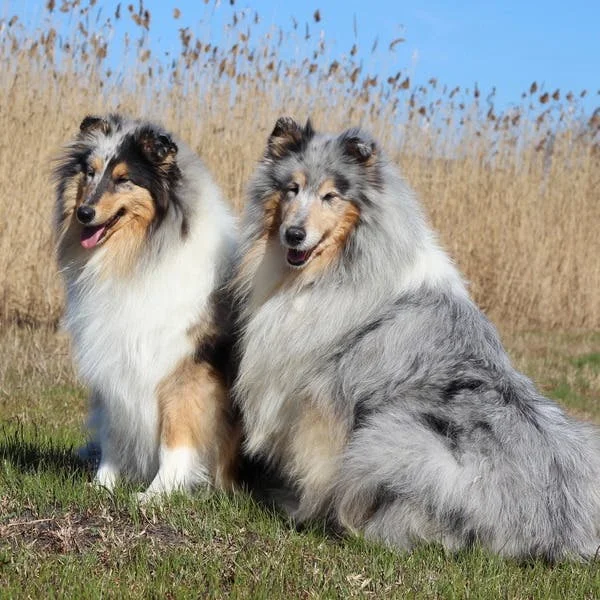 Длинношерстный колли