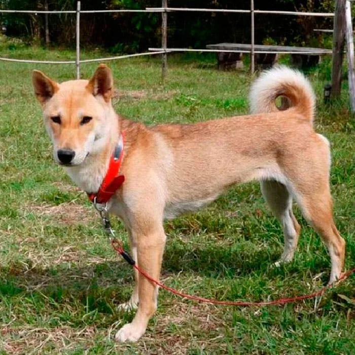 Дземон-сиба