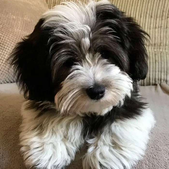 Гаванский бишон