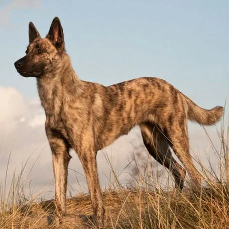 Голландская овчарка