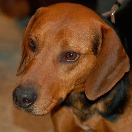 Гончая Шиллера