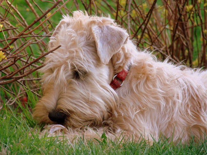 Ирландский мягкошёрстный пшеничный терьер