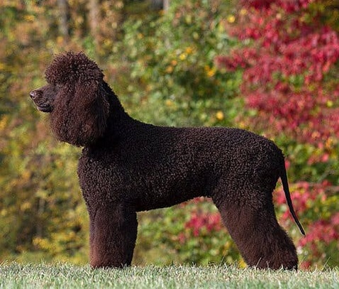 Ирландский водяной спаниель