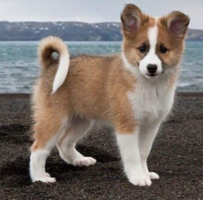 Исландская собака