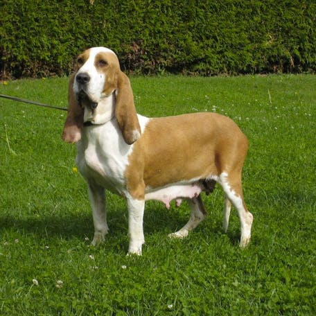 Испанская гончая