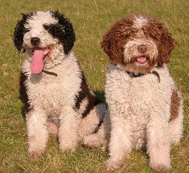 Испанская водяная собака