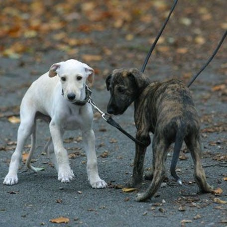 Испанский гальго