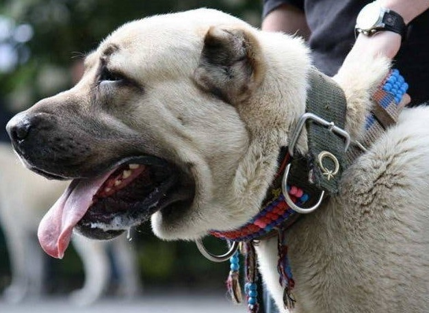 Кангал (анатолийская овчарка)