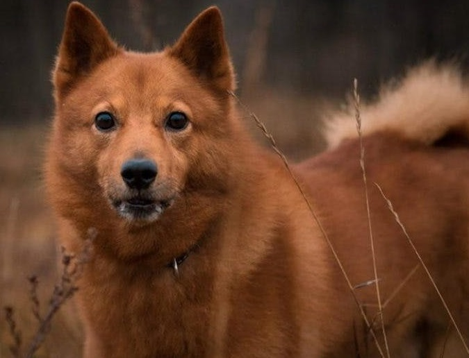 Карело-финская лайка