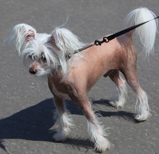 Китайская хохлатая собака