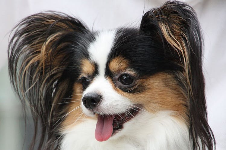 Континентальный той-спаниель