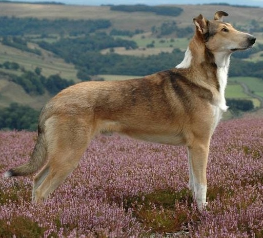 Короткошёрстный колли