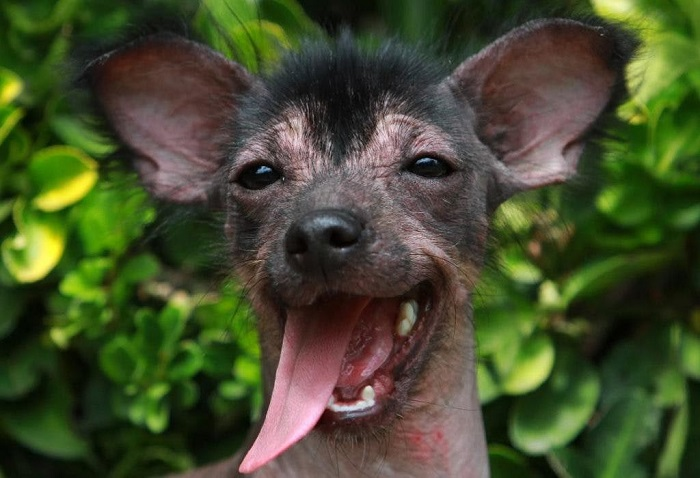 Ксолоитцкуинтли