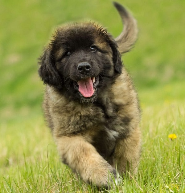 Леонбергер