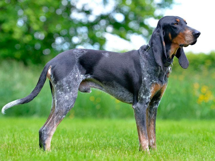 Малая швейцарская гончая