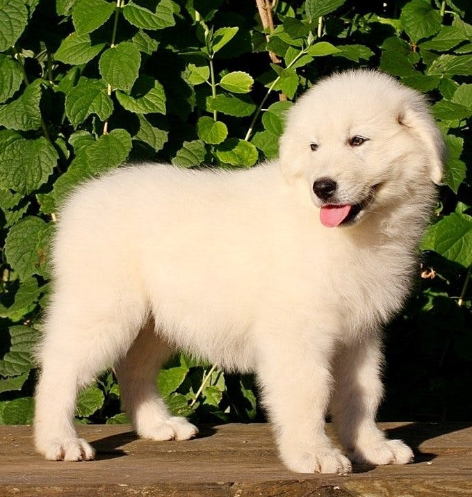 Мареммо-абруццкая овчарка