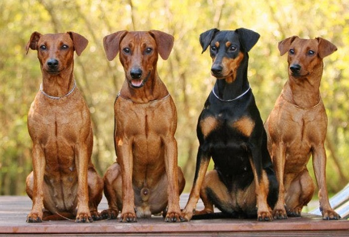 Немецкий пинчер