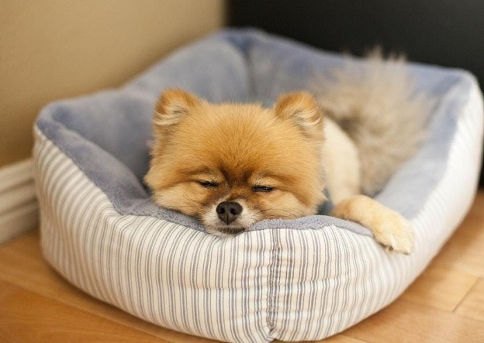 Немецкий шпиц