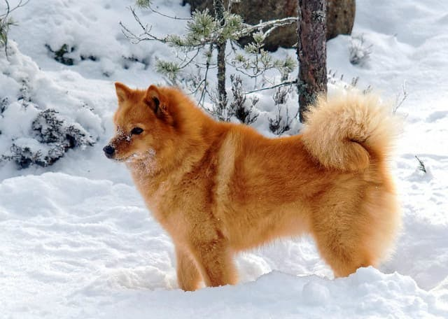 Ненецкая лайка