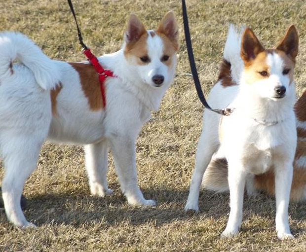 Норботтен-шпиц