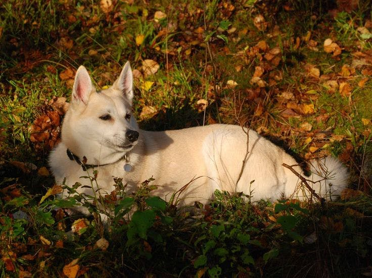 Норвежский бухунд