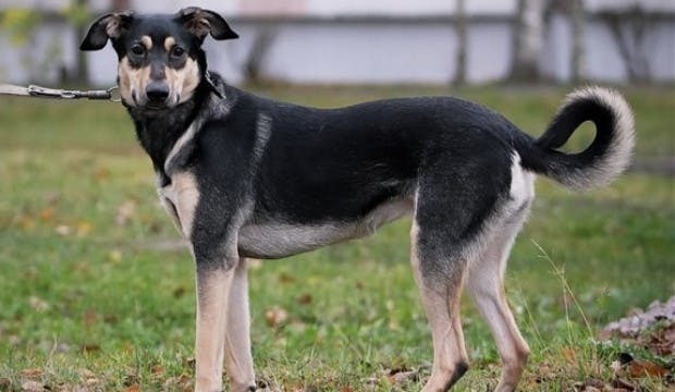 Новозеландская овчарка