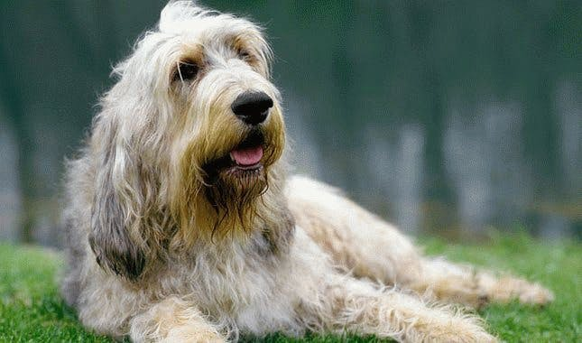 Оттерхаунд