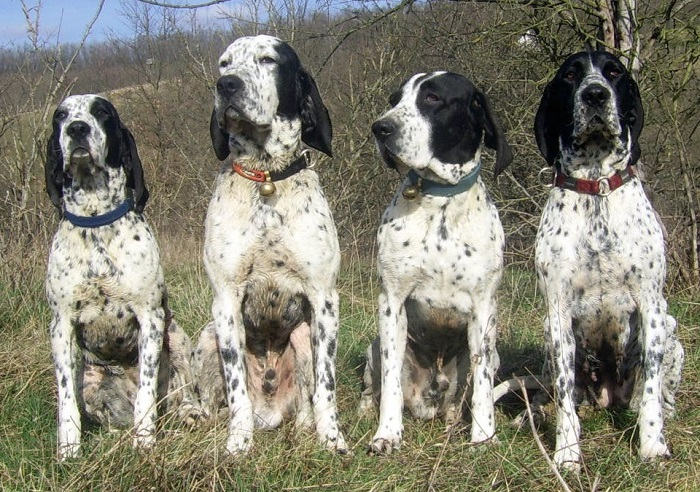 Овернский бракк