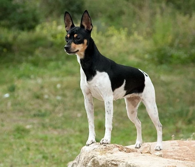 Валенсийский ратер