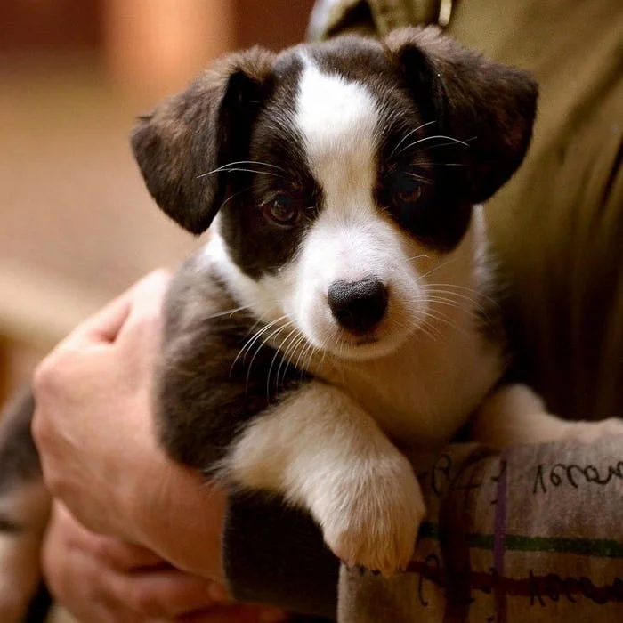 Вельш-корги кардиган