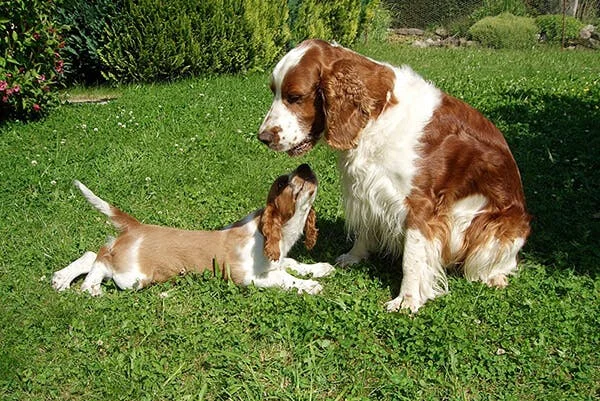 Вельш-спрингер-спаниель