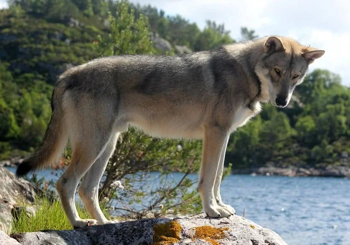 Волчья собака Сарлоса