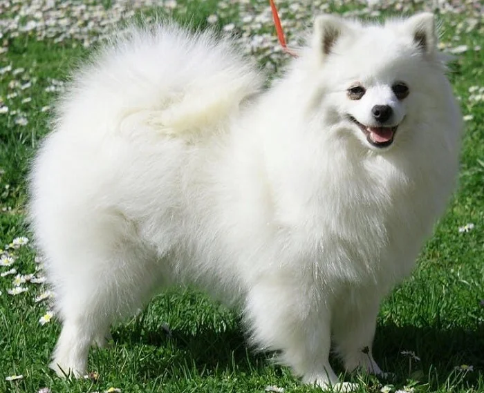 Вольпино итальяно