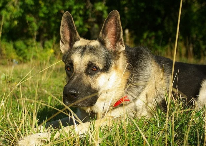 Восточноевропейская овчарка