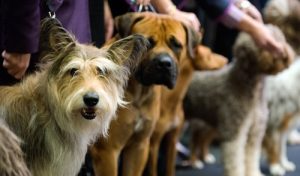 Безопасность собак на выставке — как избежать беды