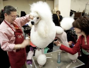 Безопасность собак на выставке — как избежать беды