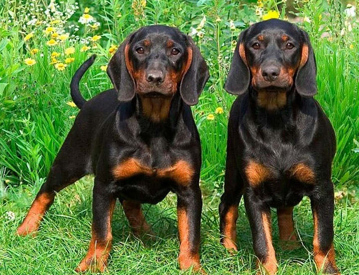 Черно-подпалый кунхаунд