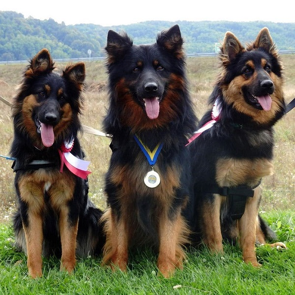 Чешская пастушья собака