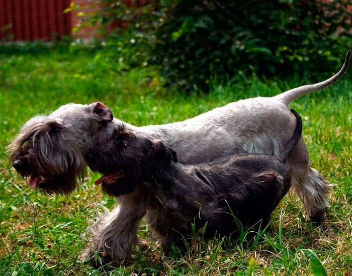 Чешский терьер