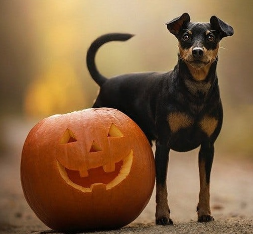 Цвергпинчер