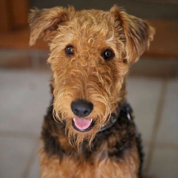 Эрдельтерьер