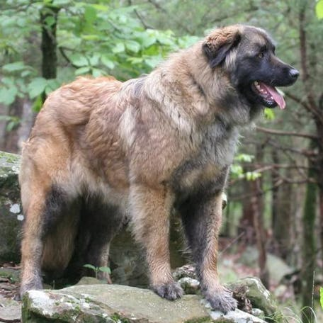 Эштрельская овчарка