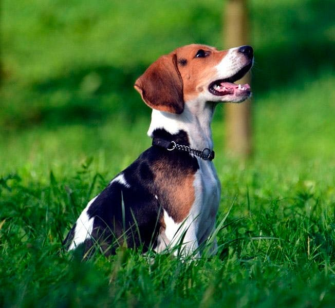 Эстонская гончая