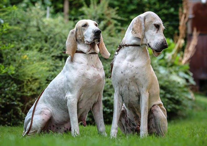 Фарфоровая гончая