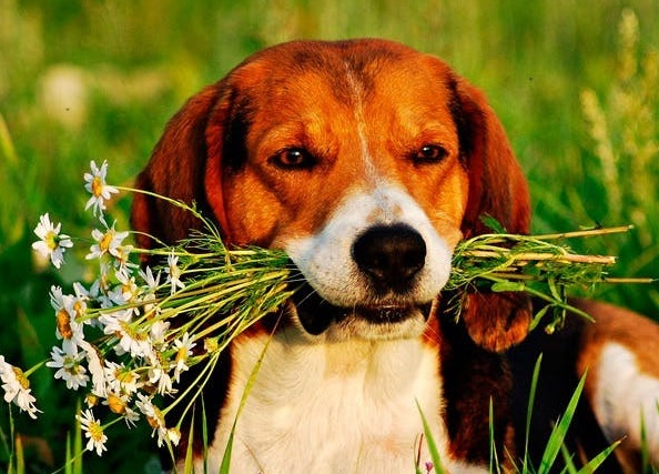 Финская гончая