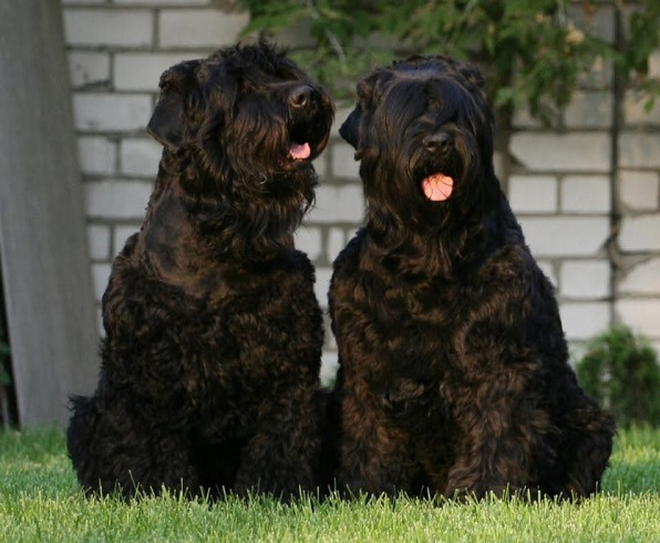 Фландрский бувье