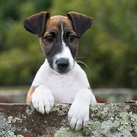 Фокстерьер